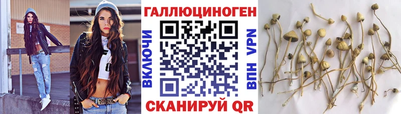 купить  цена  Сокол  Псилоцибиновые грибы MAGIC MUSHROOMS 